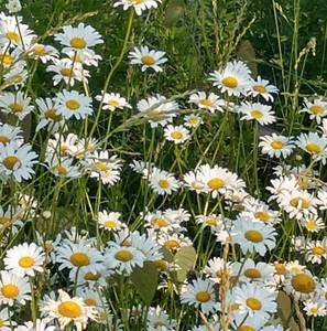 Meet your Posher, Becky